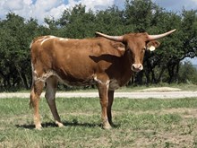 G1F ONE TUFF GINGER X BR JUNGLE JIM - TAG 2459