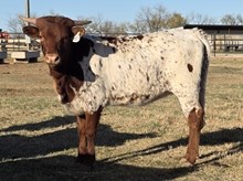 HR ROSEBUD X REBEL HR  - TAG F227