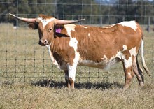 RJF GRAND INTENTIONS 408 