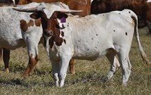 RJF PHENOMENAL EXPRESSION  432