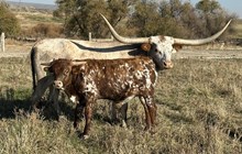 Tuff N Whirl 25 bull