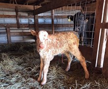 HR AWESOME REB X BR JUNGLE JIM TAG 601 