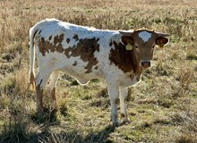 Oh My Darling 25 hef