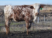 6CR BELLE OF THE BALL