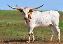 CBF STORMY PEARL