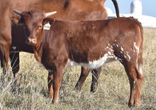 HLR TEQUILA ROSE X RJF BLACK MAGIC TAG H212-25