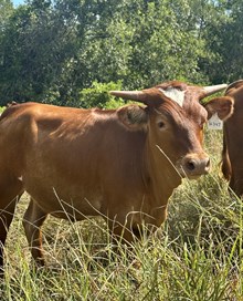 BR ARAMORA x BR JUNGLE JIM H347-25