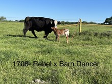 1 JJ X BARN DANCER