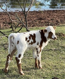 CBF Jasper