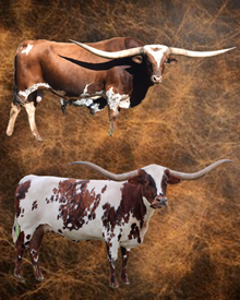 EMBRYO HEIFER SEXED (4)