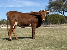 #17 #147Y REBEL X CHEX MIX