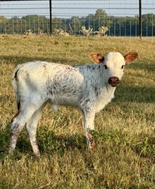 RJF Lone Star Rebel x HLR Ivory Pearl
