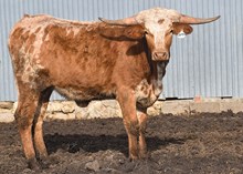 ALLENS TOP CHERRY X KID ROCK - TAG 2099